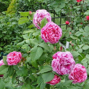 Белая с  бордовыми или красными полосками - Ремонтантная гибридная роза 